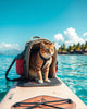 How do I introduce my cat to water sports like paddleboarding?