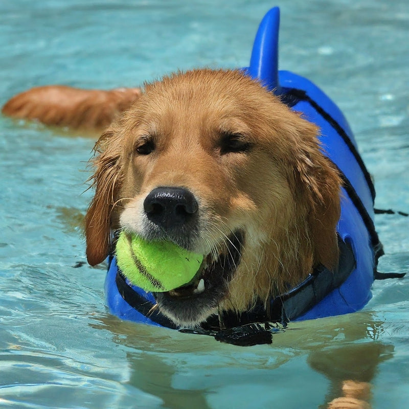 Cute dog wearing a life vest